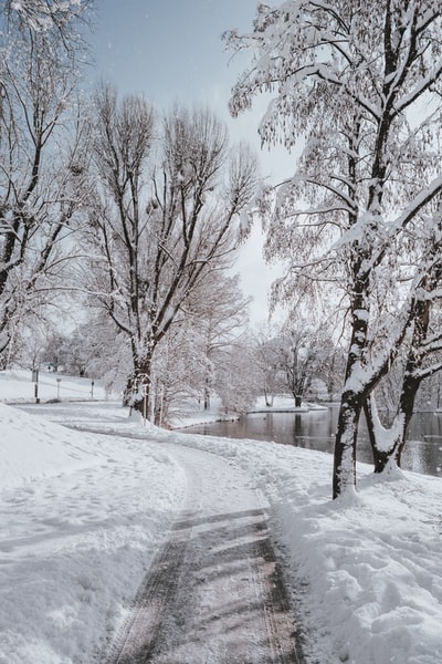 树木覆盖着雪之间的曲折的道路
